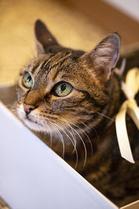 Cute cat with golden ribbon in collar rests inside a white box