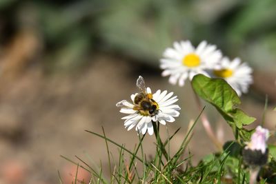 Close-up of white flowering plant