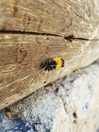 Close-up of spider on wood