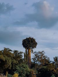 Low angle view of trees growing on field against sky
