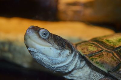 Close-up of lizard