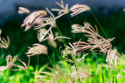 Close-up of dried plant on field