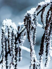 Close-up of frost on snow