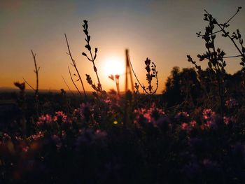 Silhouette plants on field against sky during sunset