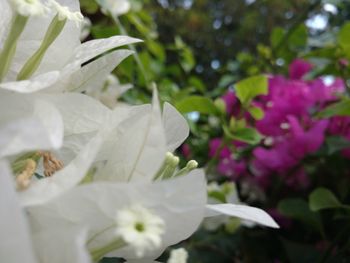 Close-up of flower blooming outdoors