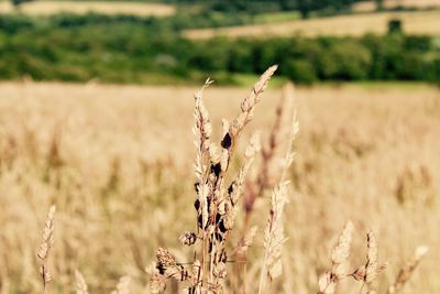 Close-up of wheat growing on field