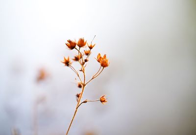 Close-up of flowering plant