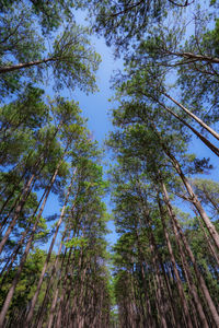 Low angle view of bamboo trees
