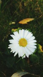 Close-up of white flower blooming outdoors