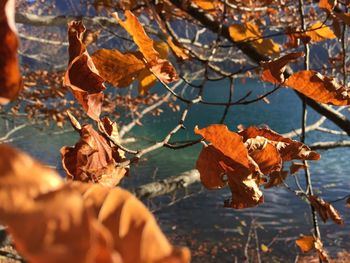 Close-up of dry leaves on tree during autumn