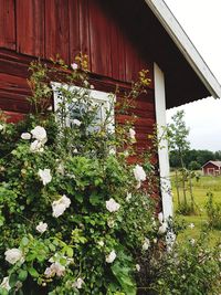 White flowering plants and house in yard of building