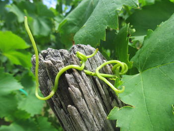 Close-up of lizard on tree