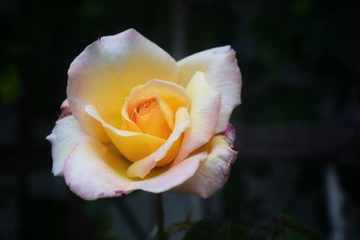 Close-up of rose against blurred background