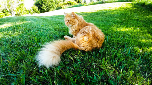 Dog lying on field