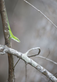 Close-up of lizard on branch