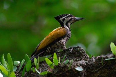 Close-up of bird perching on a plant