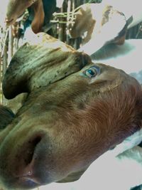 Close-up of a dog