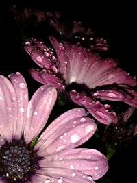 Close-up of water drops on flowers