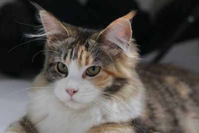 Close-up portrait of cat