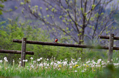 Scenic view of bird waiting 