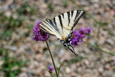 Close-up of butterfly pollinating on purple flower