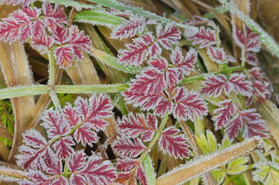 High angle view of pink flowers in snow