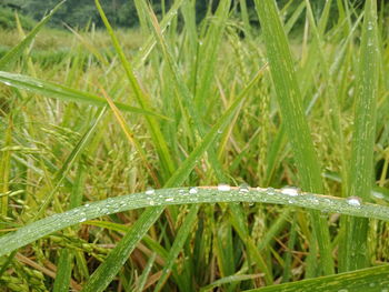 Close-up of wet grass growing on field