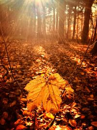 Sunlight falling on dry leaves during sunset