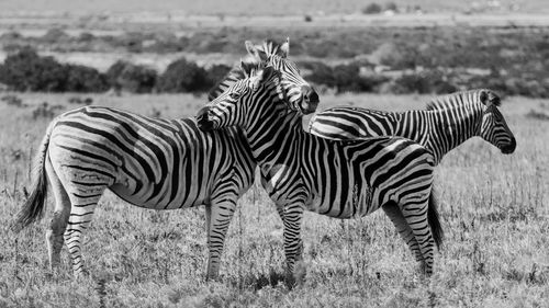 Zebras on field