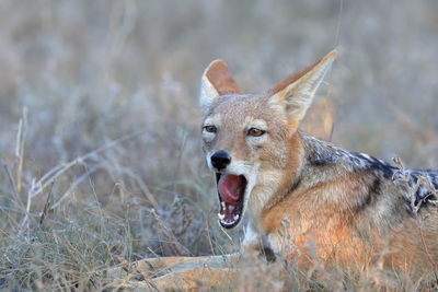 Portrait of fox standing on field
