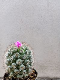High angle view of potted cactus plant against wall