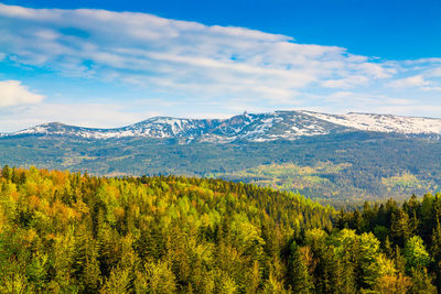 Scenic view of pine trees and mountains against sky