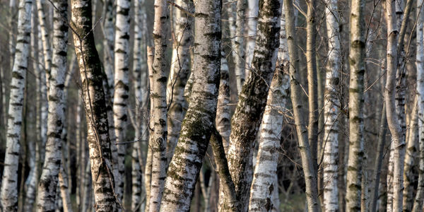 Full frame shot of pine trees in forest