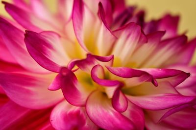 Close-up of pink dahlia