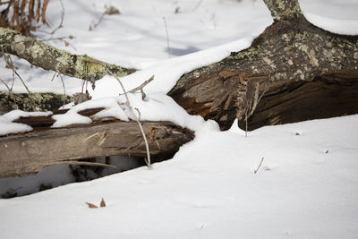 Close-up of snow covered land