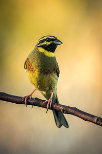 Close-up of bird perching on branch