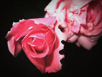 Close-up of pink rose blooming against black background