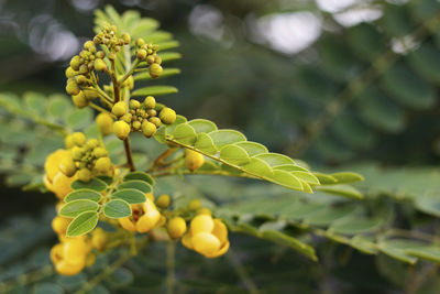 Close-up of fruit growing on plant