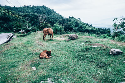 Cows on grassy field against sky