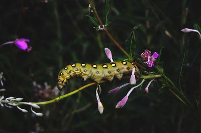 Close-up of butterfly pollinating on pink flower