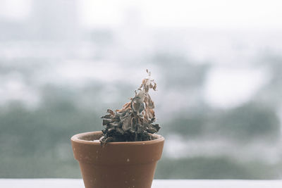 Close-up of potted plant on table