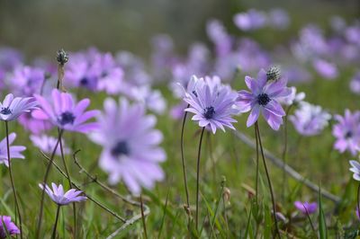 Close-up of purple flowers blooming in field