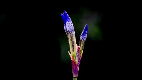 Close-up of purple crocus against black background