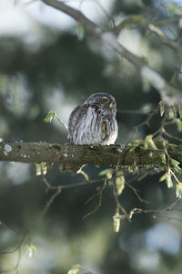 Close-up of bird perching on branch