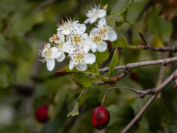 Close-up of cherry blossoms on tree