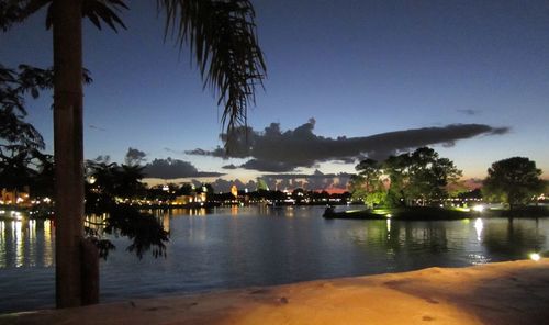 Palm trees on shore