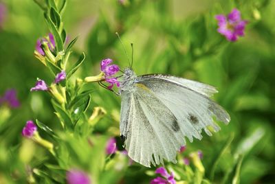 Close-up of butterfly pollinating on purple flower