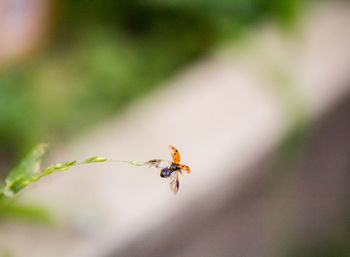 Close-up of ladybug on twig