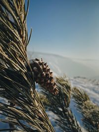 Cone in the mountains