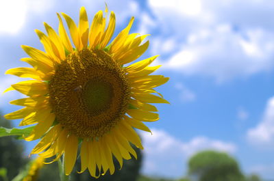 Close-up of sunflower